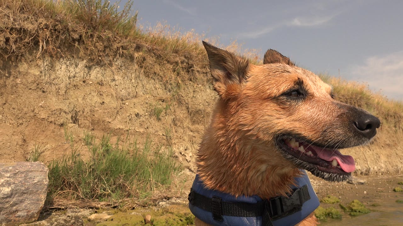 Wet tan dog in a blue life vest stands close to camera on a Hidden Lake, Colorado riverbank, looking right with no visible people.