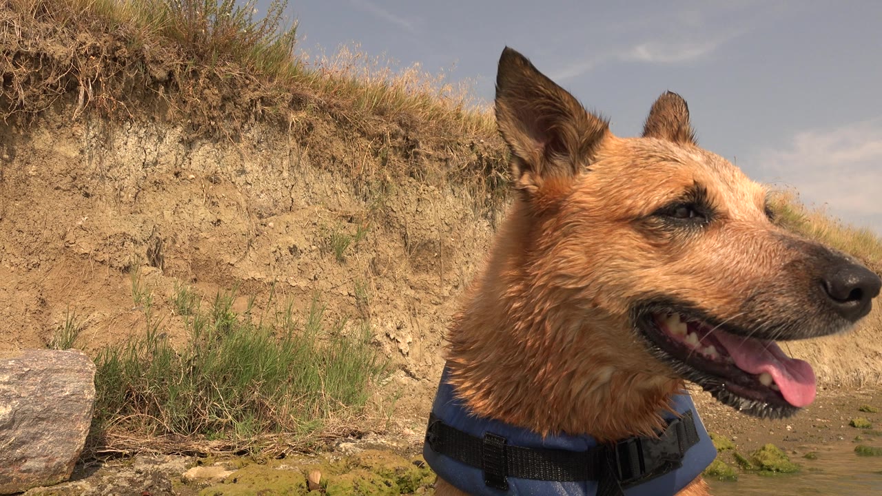 Close side view of wet dog wearing a life vest.