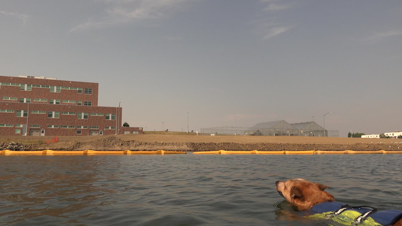 Brown dog in a flotation vest enters from the right edge of the water frame.