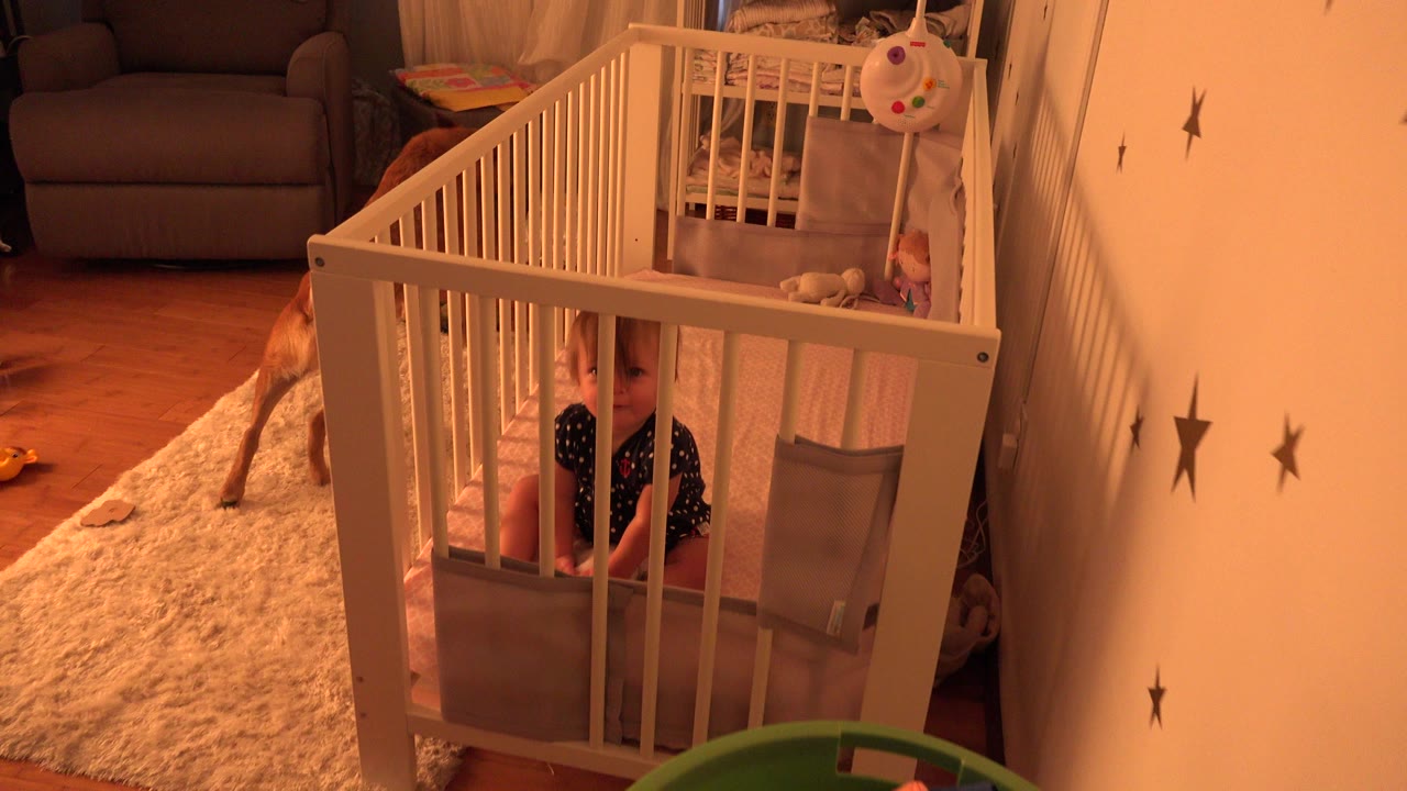 In a Westminster, Colorado home nursery, a baby sits behind white crib rails while a brown dog stands partly at the left edge near the rug.