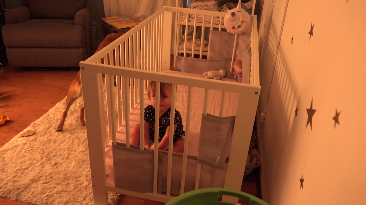The baby remains seated inside the white crib in the Westminster home while the brown dog stands close along the left side of the crib.