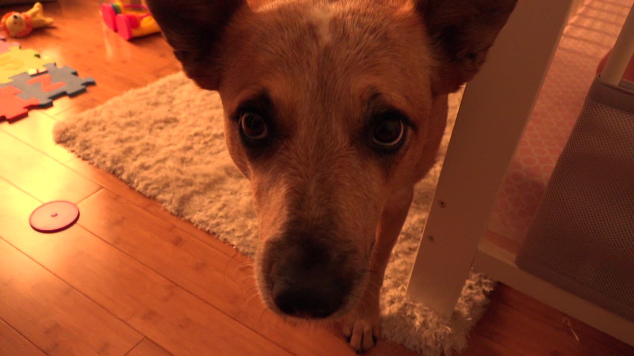 Tan dog fills the foreground beside a white crib in a Westminster, Colorado home interior, with wood flooring, a rug, and toys visible behind it.