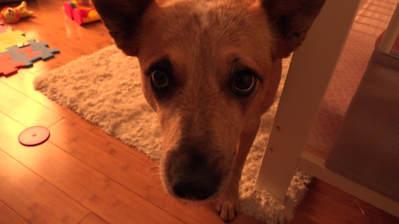 The dog looks toward the camera from beside the crib, with a pale rug, puzzle-like toys, and orange indoor lighting in the Westminster, Colorado room.