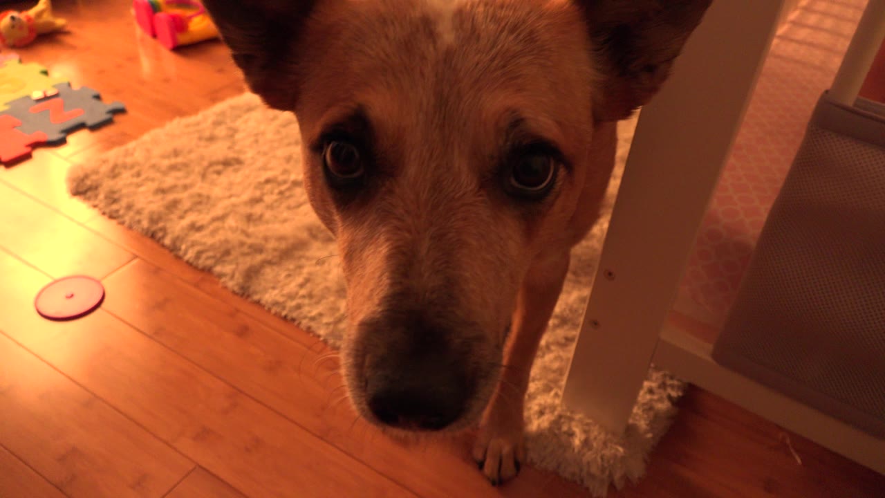 The dog remains close to the camera near the crib rail, while the Westminster, Colorado home interior shows wood flooring, a textured rug, and scattered toys in warm light.