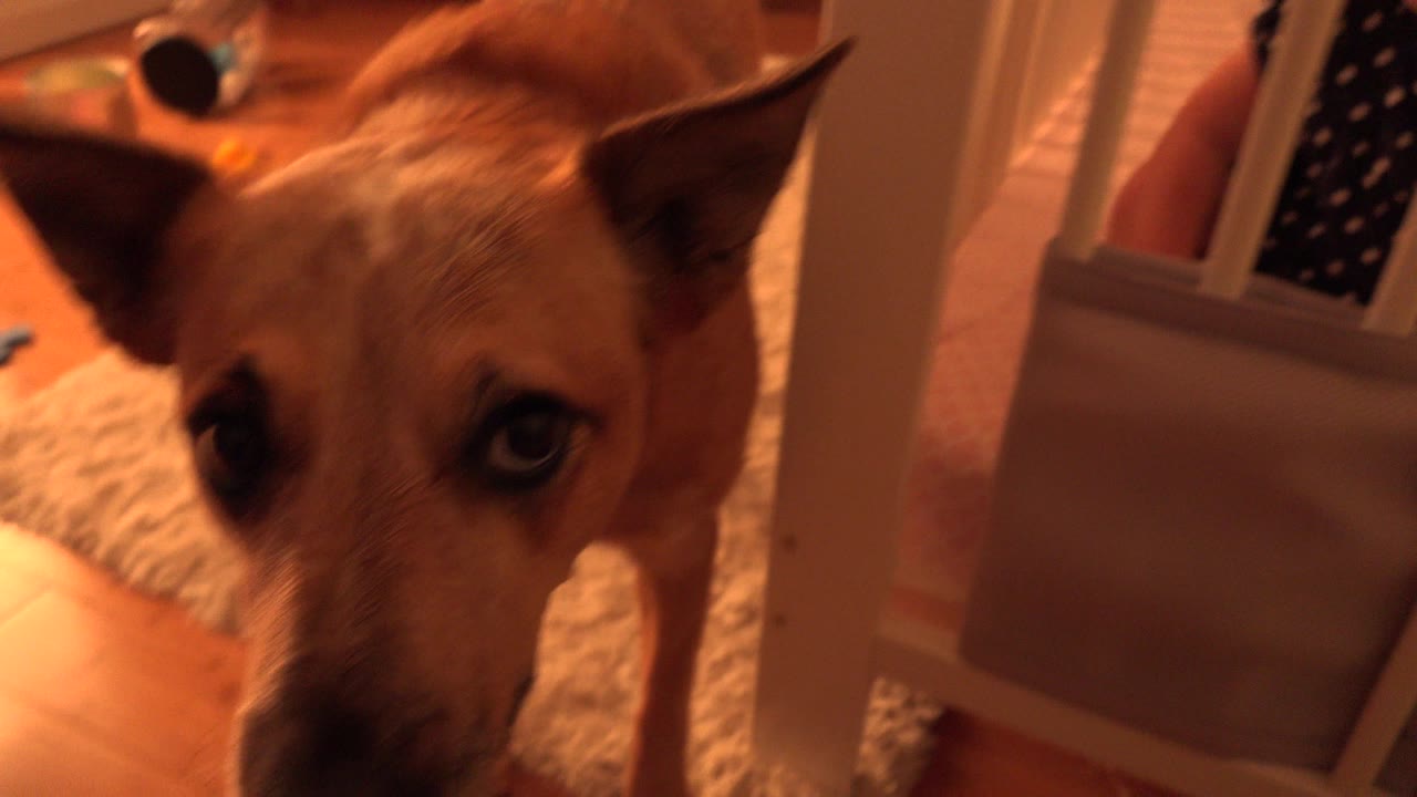 Dog partly visible near a crib with a baby's legs behind the rail.