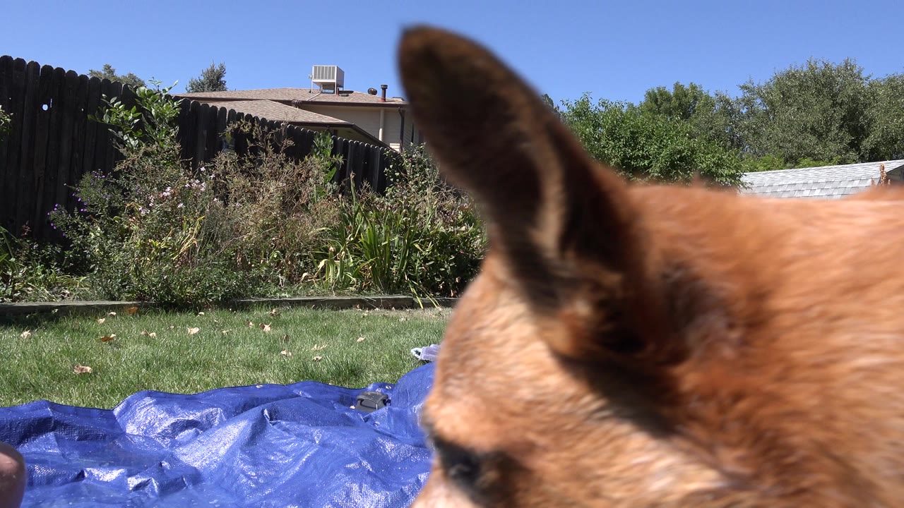 Small tan dog close to the camera in a sunny backyard.