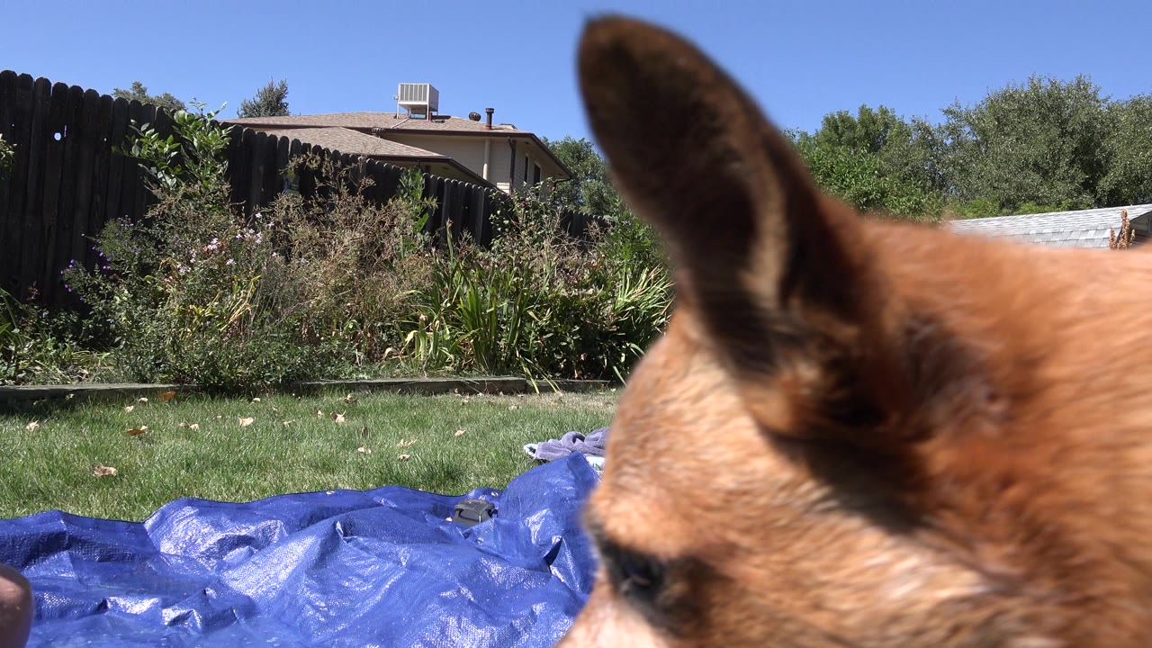The tan dog's ear and head remain close to the lens over a blue tarp and grass in Westminster, Colorado, with backyard shrubs, fencing, and no visible people in this frame.
