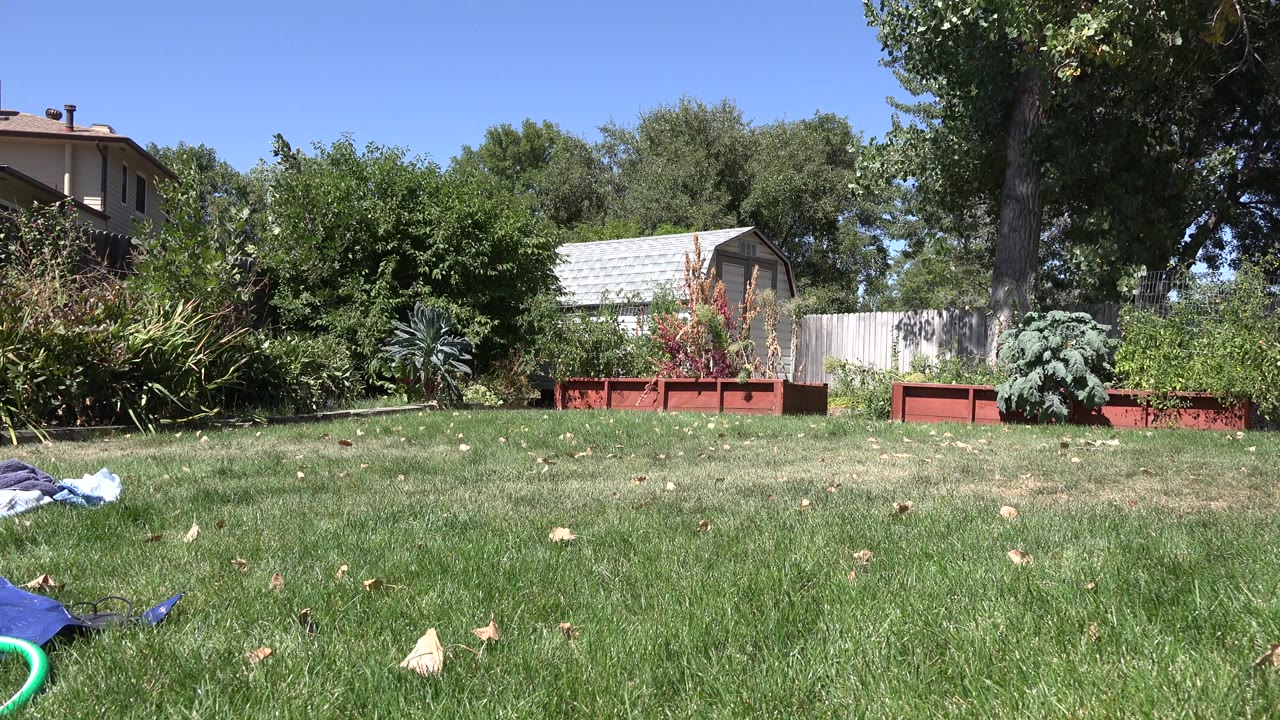 Sunny backyard lawn with planters, trees, fence, sheds, and nearby houses.
