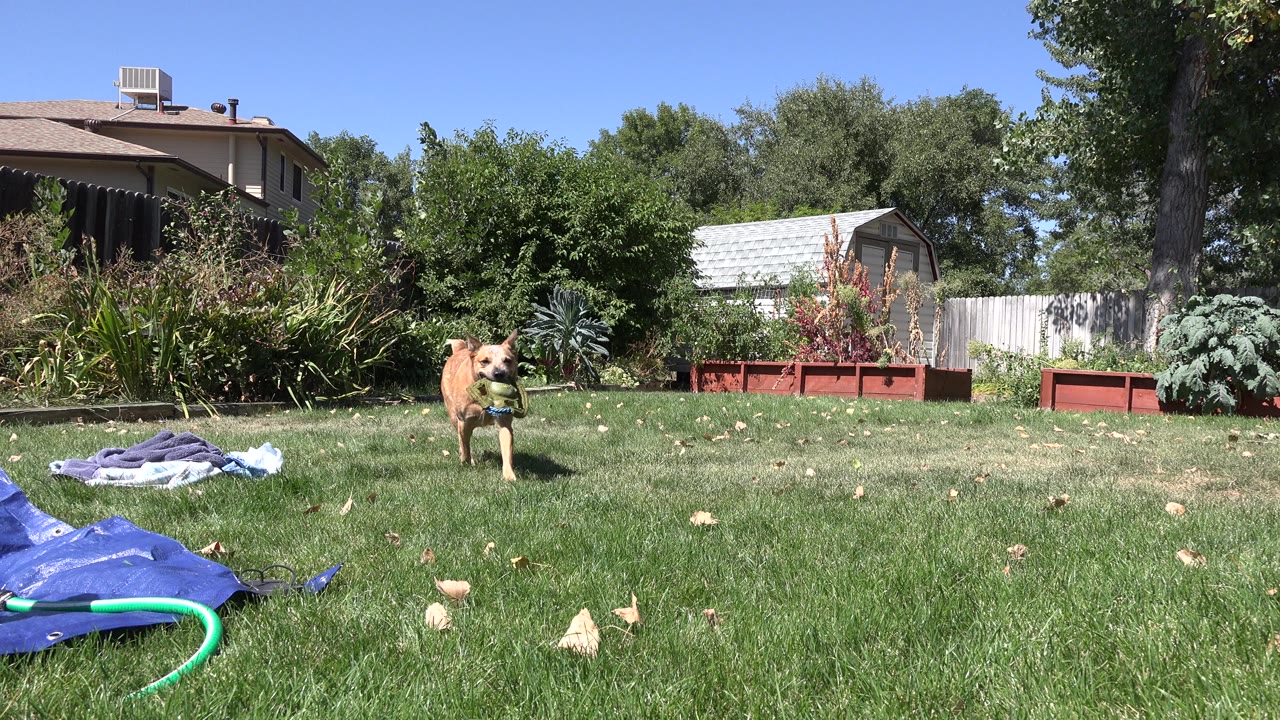 Brown dog on a backyard lawn with a green toy