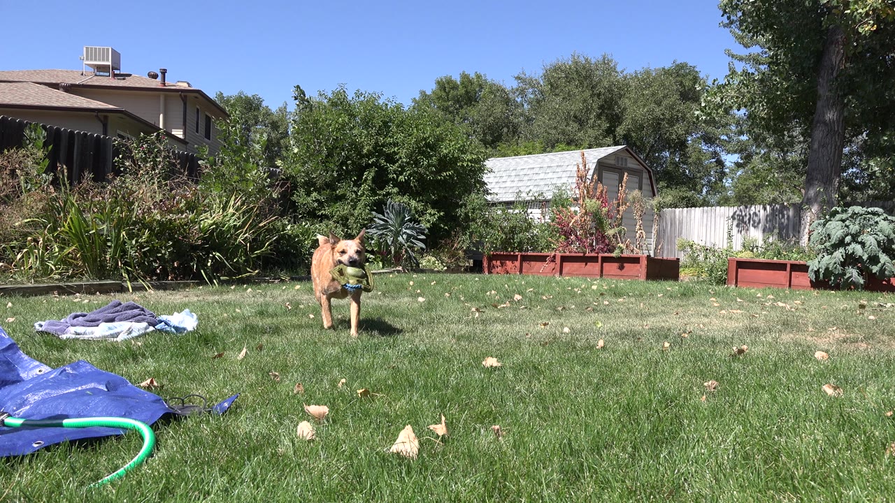 The dog moves closer across the Westminster, Colorado backyard grass, with the green toy visible, garden beds and residential fencing behind it, and no visible people.
