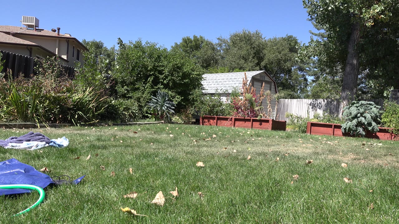 Low view across backyard grass toward garden beds and houses.
