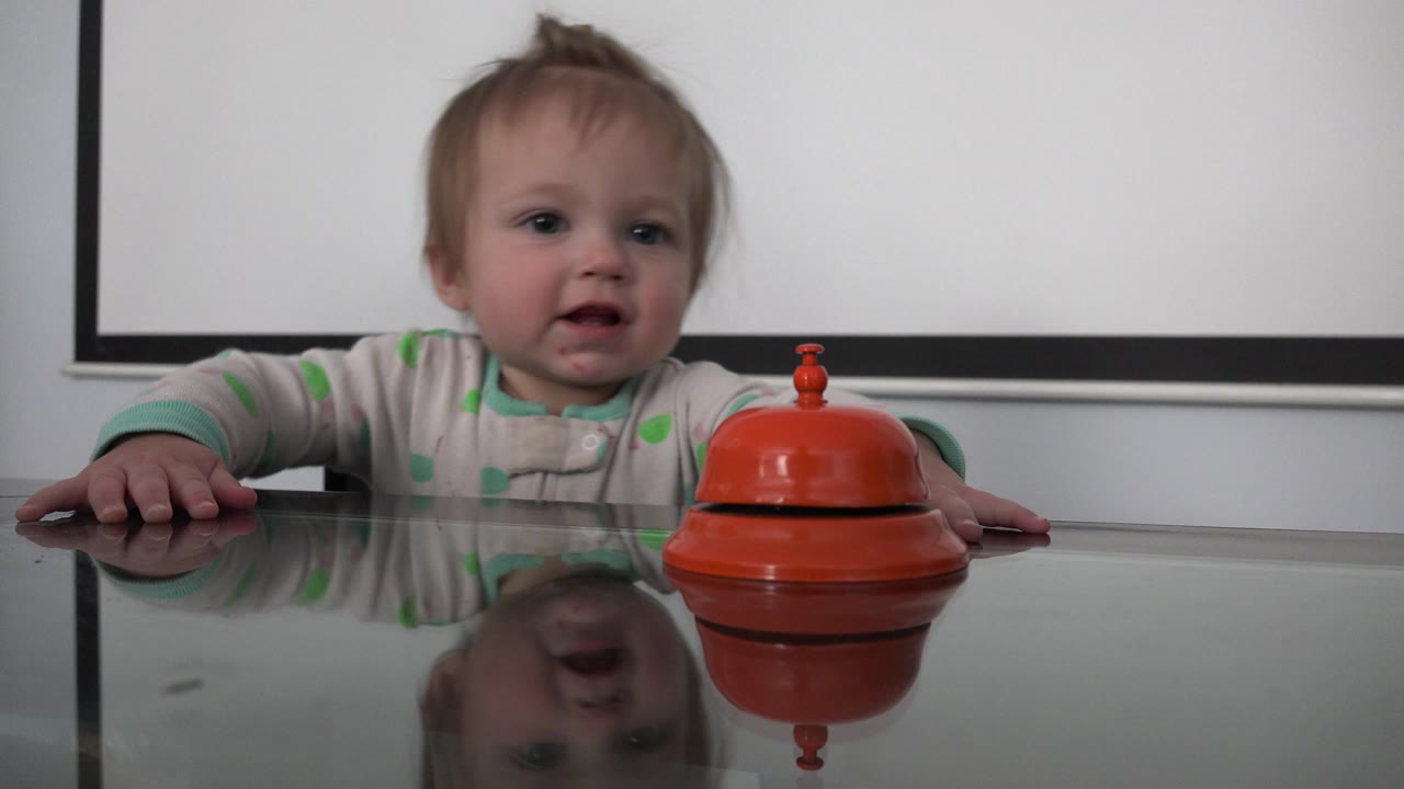 The Westminster toddler remains seated behind the glass table, looking toward the orange toy with both hands near the tabletop.