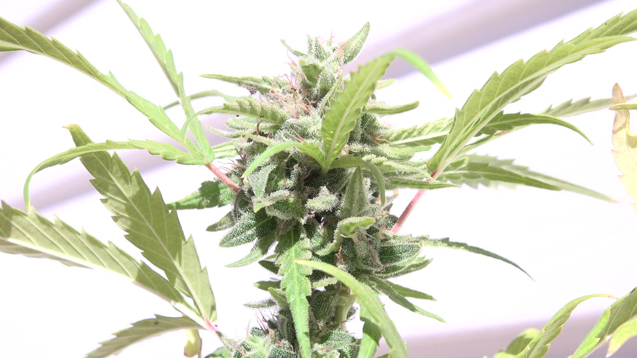 Close-up of a flowering green plant with serrated leaves and fuzzy buds in a Westminster, Colorado greenhouse, no visible people.
