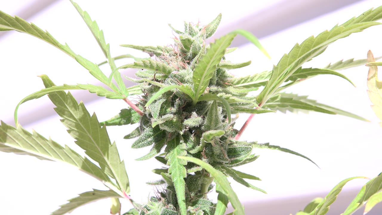 Close-up frame of a flowering cannabis plant with serrated leaves in Westminster, Colorado, with a bright washed-out background and no visible people.