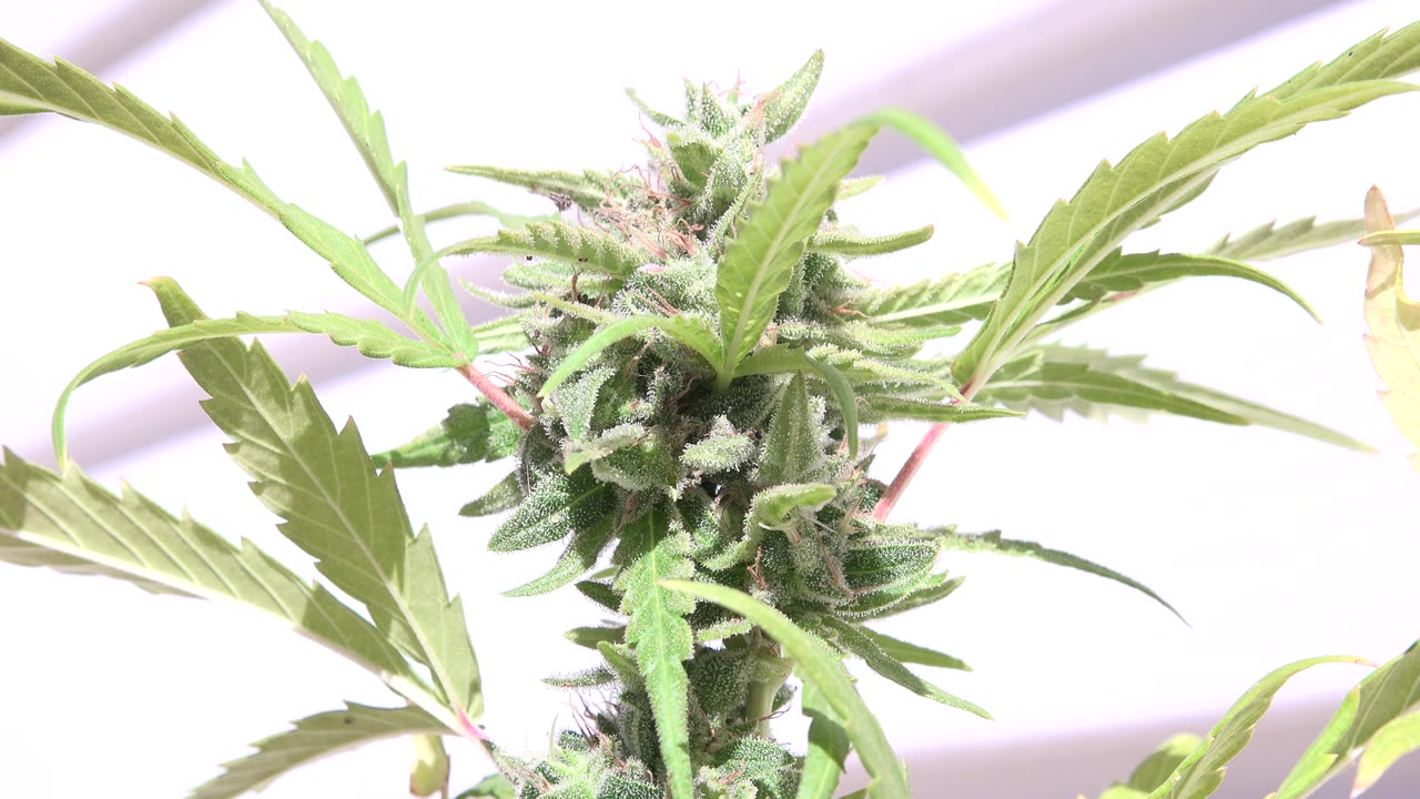 A flowering cannabis bud remains centered among green leaves in Westminster, Colorado, with high-key sunlight washing out much of the background and no visible people.