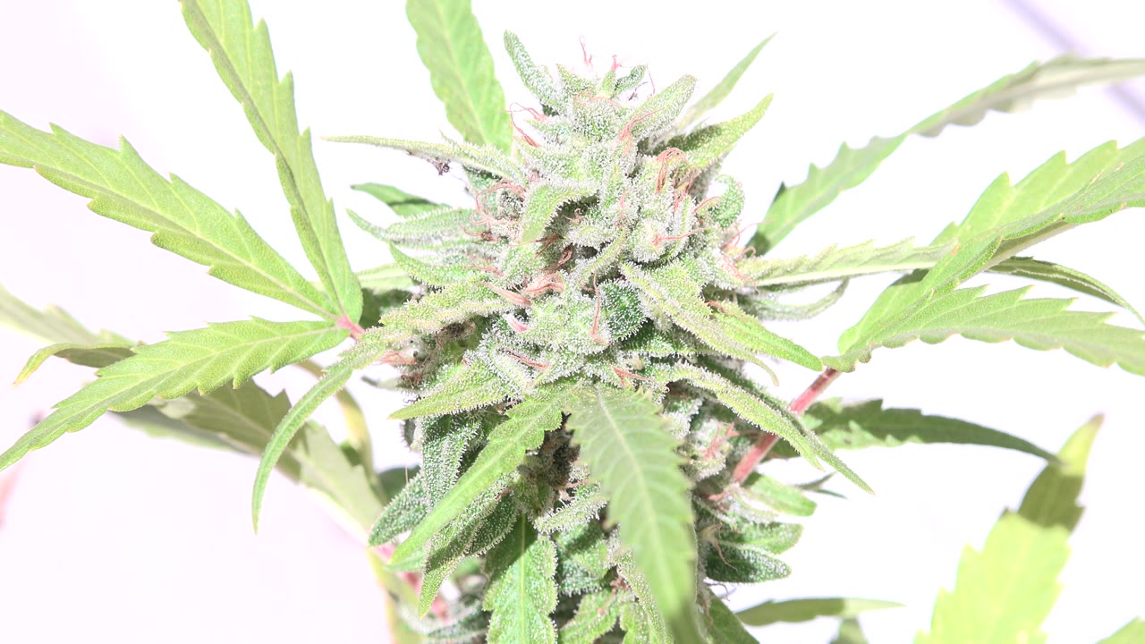 Close view of a flowering cannabis-like plant in Westminster, Colorado, with a dense bud near center, serrated leaves crossing the frame, bright overexposed highlights, and no visible people.