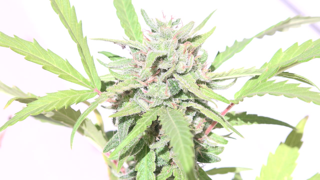 Close-up of a cannabis flower and serrated leaves in Westminster, Colorado, with a washed-out indoor background and no visible people.