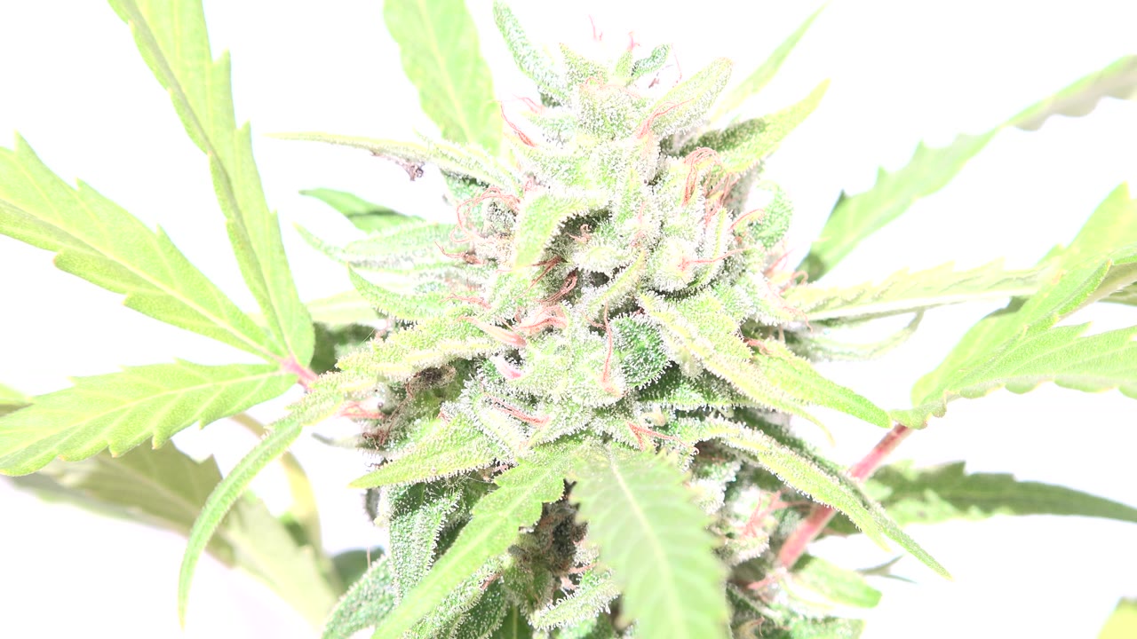 The plant bud remains centered with serrated green leaves crossing the frame and a blown-out white background in Westminster, Colorado, with no visible people.