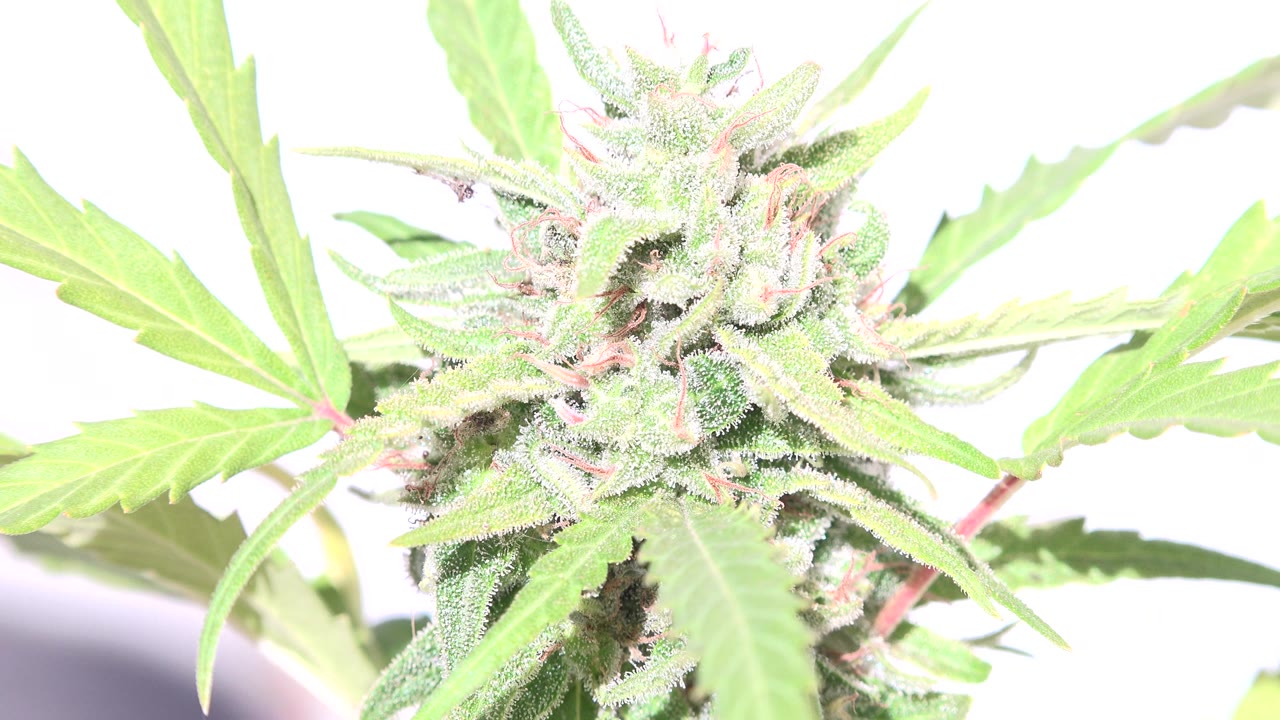 Bright close-up of a leafy plant with crystal-like texture.