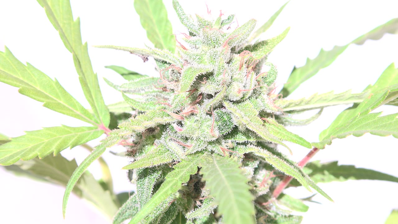 Opening frame of a tight Westminster, Colorado plant close-up with serrated green leaves, a textured pale flower head, bright white background, and no visible people.