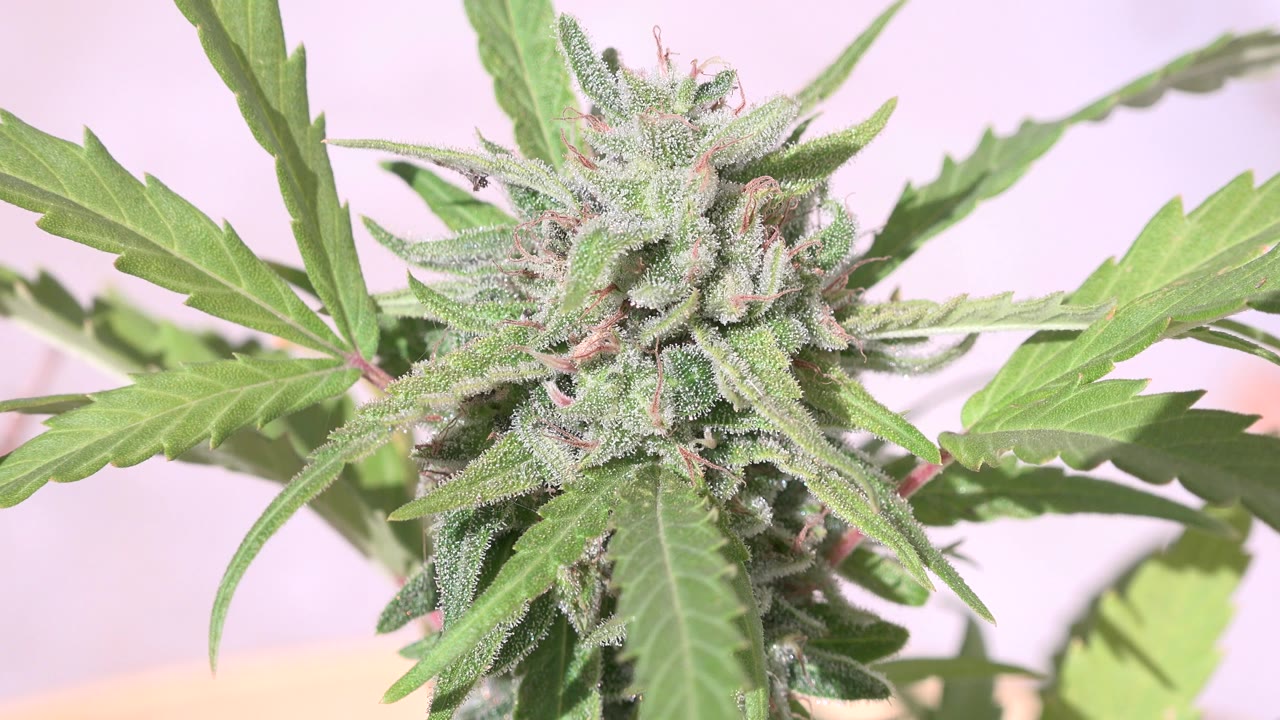 Close view of a green cannabis-like plant bud and serrated leaves in Westminster, Colorado, with bright light, soft background color, and no visible people.
