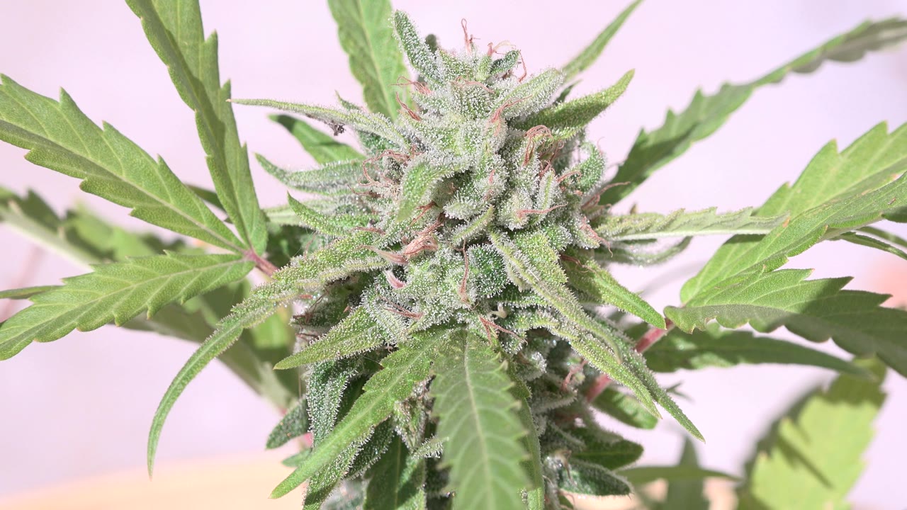 Bright Westminster, Colorado close-up of the plant bud, with a long leaf crossing the front of the frame and no visible people.