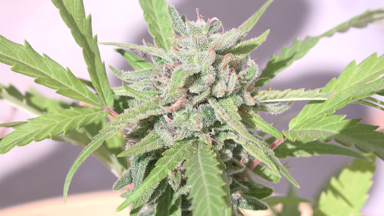Close plant bud with leaves and a darker shadow area behind it.