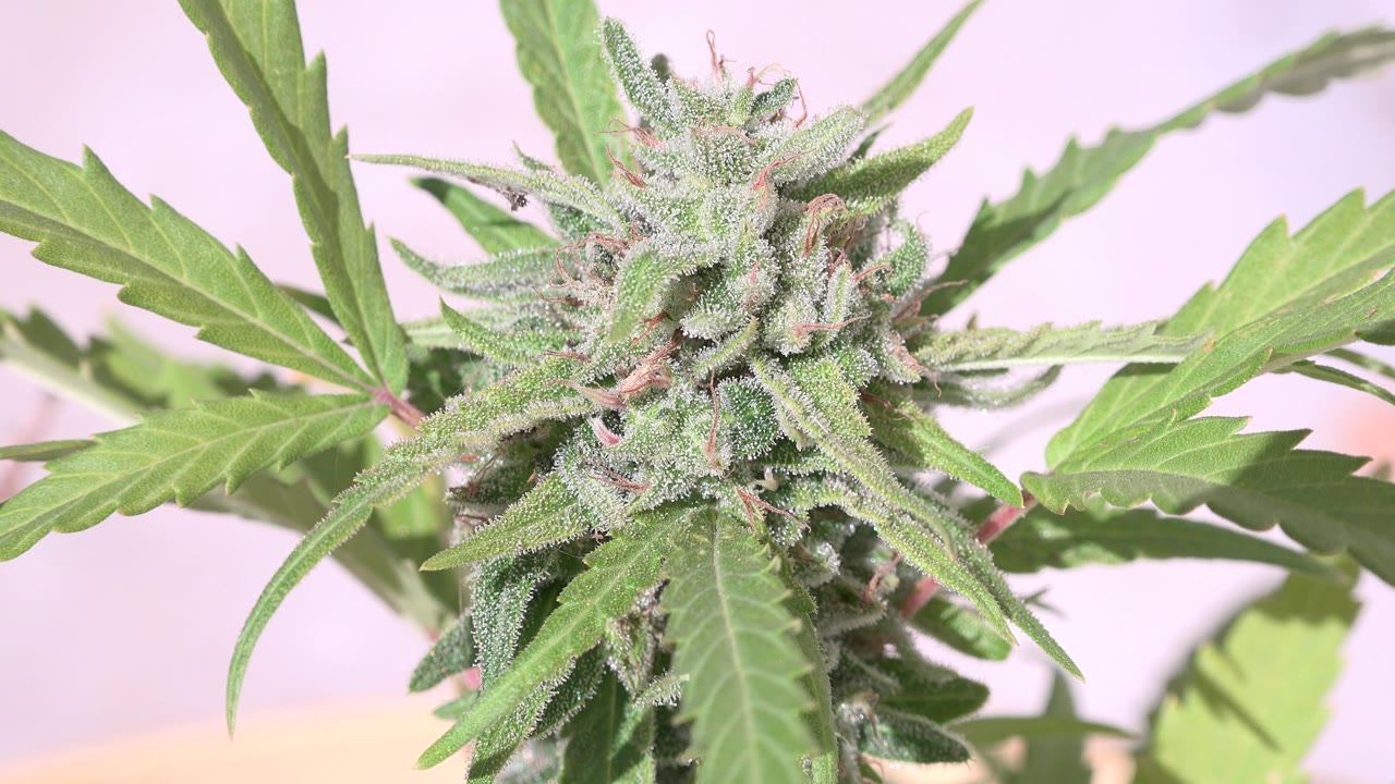 Tight view of a leafy green plant with bud detail and pastel background.