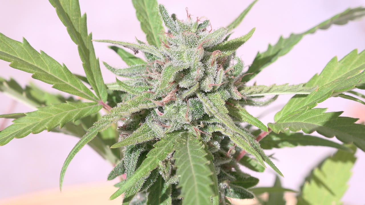 Close-up of a green flowering cannabis-like plant in Westminster, Colorado, with a frosty bud near the upper center, serrated leaves spreading across a pale pink background, and no visible people.