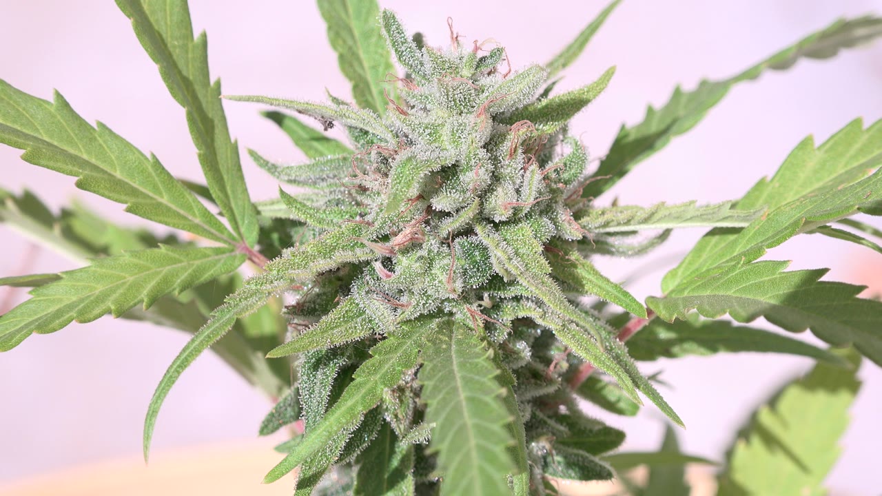 Close-up start frame of a green cannabis plant in Westminster, Colorado, with a textured bud, serrated leaves, soft bright light, and no visible people.