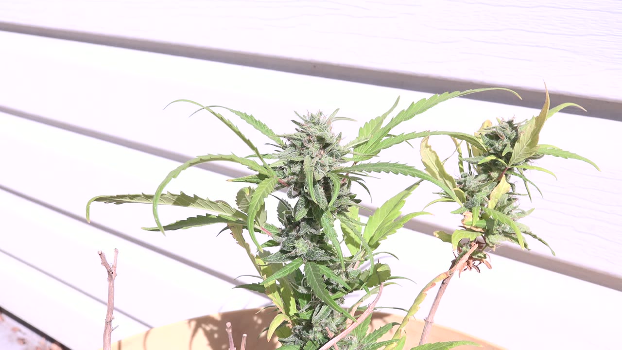Flowering green plant in bright sun against pale horizontal siding.