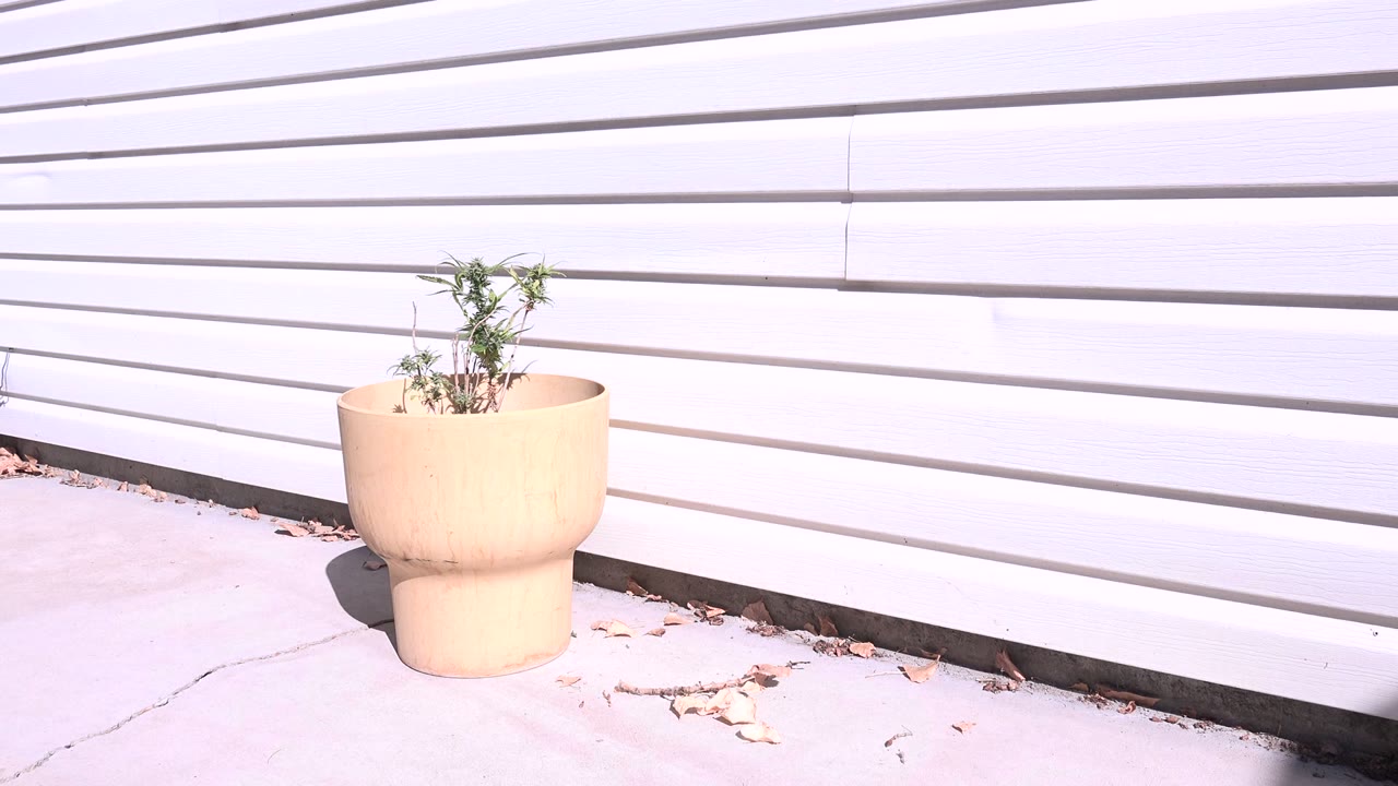 At 0:00 in Westminster, Colorado, a tan planter with a small green plant sits on pale concrete against white horizontal siding, with no visible people.