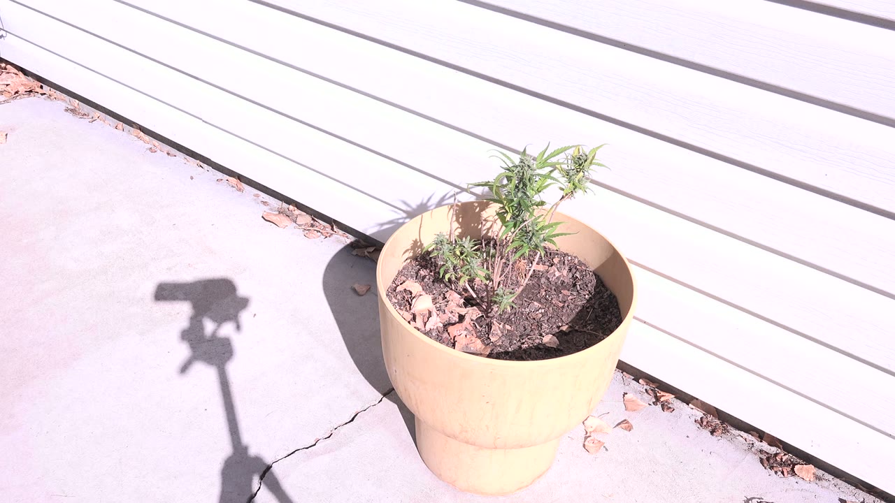 Tan-orange planter beside a white garage door on bright concrete.