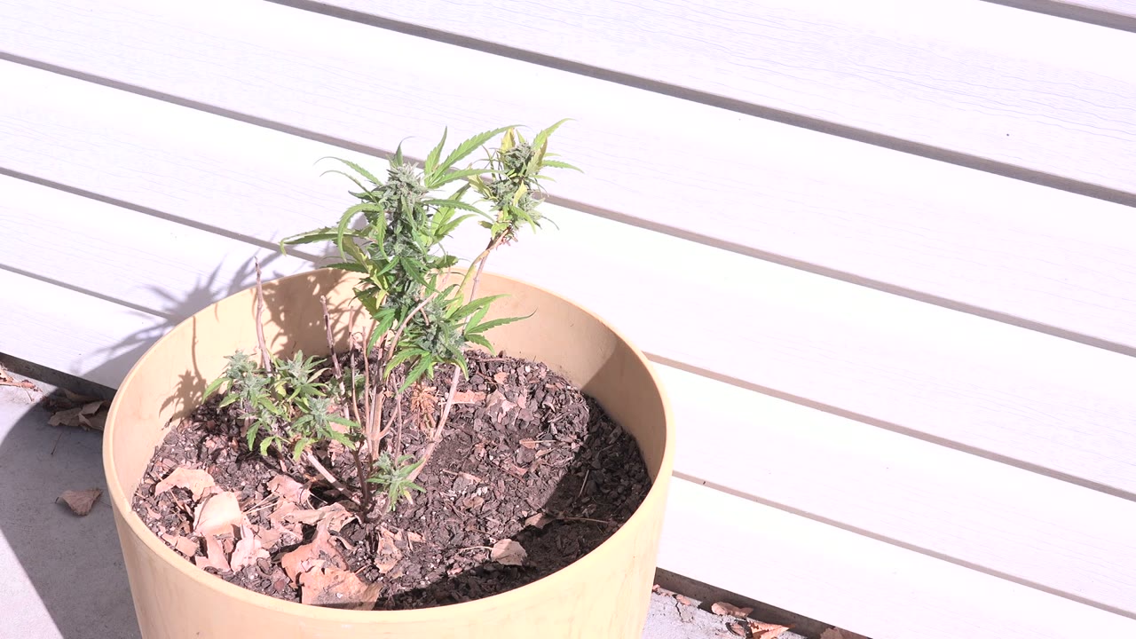 Sparse plant in a tan pot beside a white wall in bright sun.