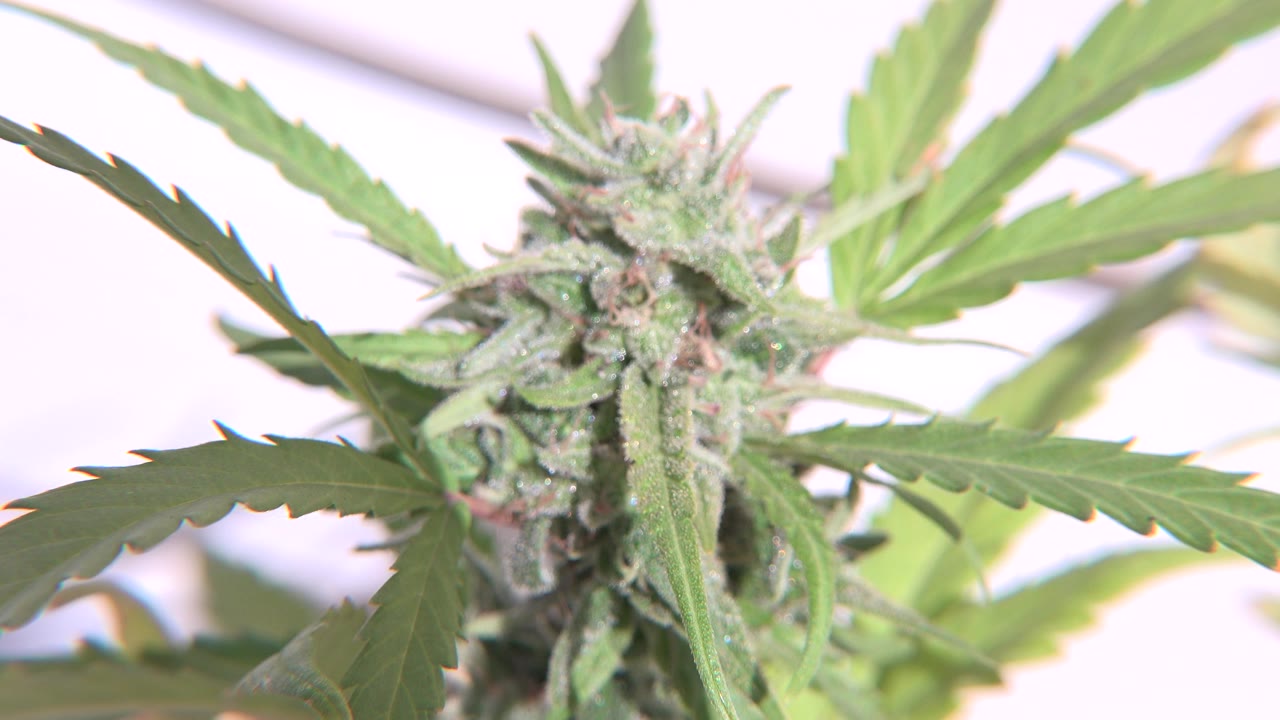 Opening frame in Westminster, Colorado showing a close purple-green flower bud and serrated leaves in bright light, with no visible people.