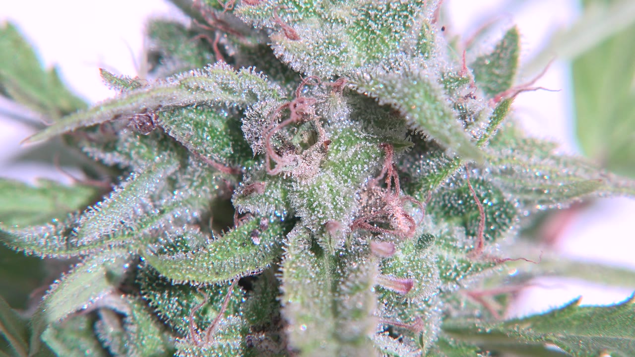 At 0:00, a Westminster, Colorado marijuana bud fills the frame with frosty trichomes, green serrated leaves, pink-red hairs, pale background highlights, and no visible people.