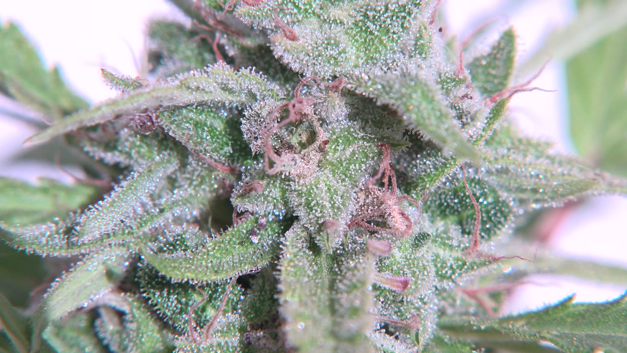 At 0:01, the macro view holds on the Westminster marijuana bud, with a curled red hair near the center, sugar-like trichomes on the leaves, and no visible people.