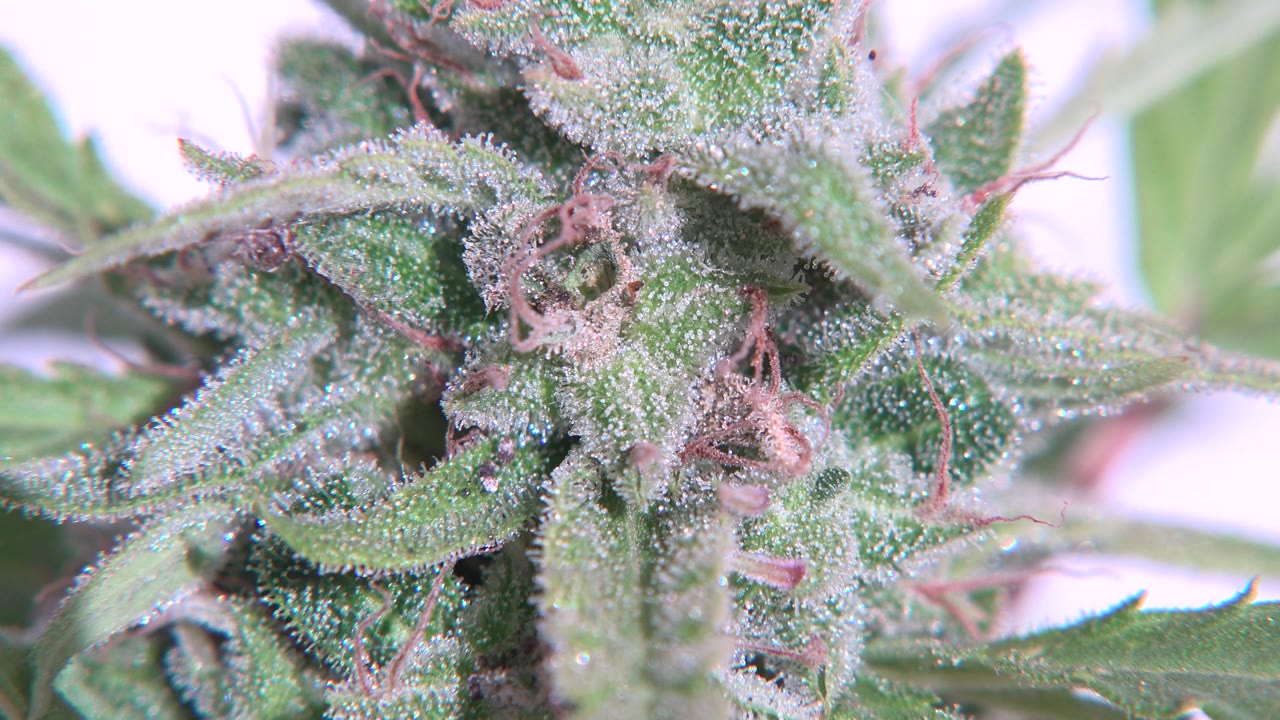 Tight cannabis flower close-up with sparkling trichomes and soft green leaves.