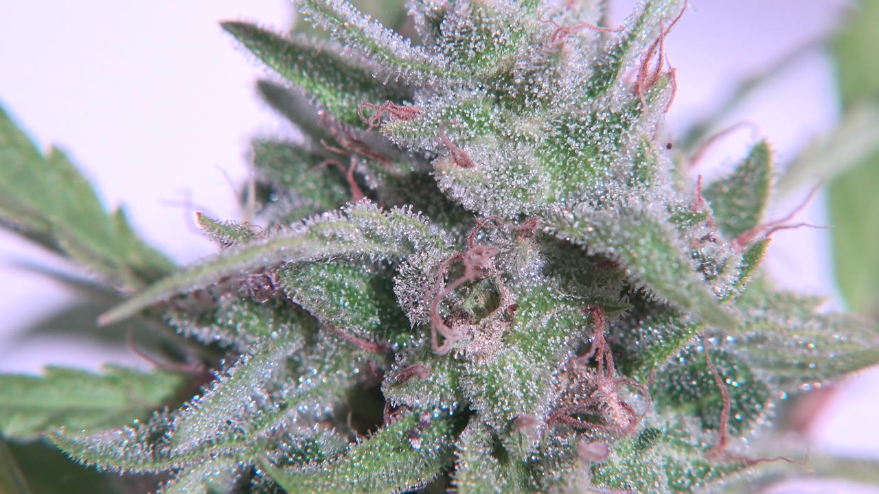 At 0:00, a tight Westminster, Colorado close-up shows a green plant filling the frame with pointed leaves, pale crystalline texture, pinkish strands, and no visible people.