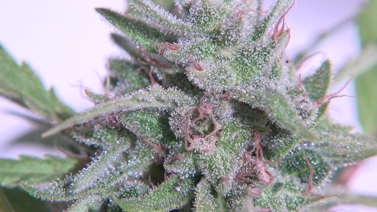 At 0:01, the Westminster, Colorado plant remains framed in close-up, with dense pale speckling across the leaves, pinkish fibers near the center, and no visible people.