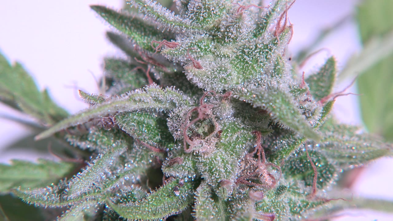 Opening close-up of a resin-coated green cannabis flower in Westminster, Colorado, with curled pink pistils, soft leaves, a pale background, and no visible people.