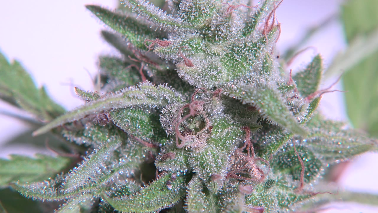 Macro frame of the Westminster, Colorado plant showing frosty trichomes across the upper leaves, pink pistils near center, blurred foliage, and no visible people.