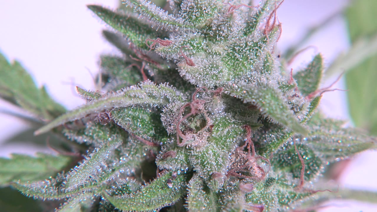 Tight cannabis plant detail with green leaves and dense white trichomes.