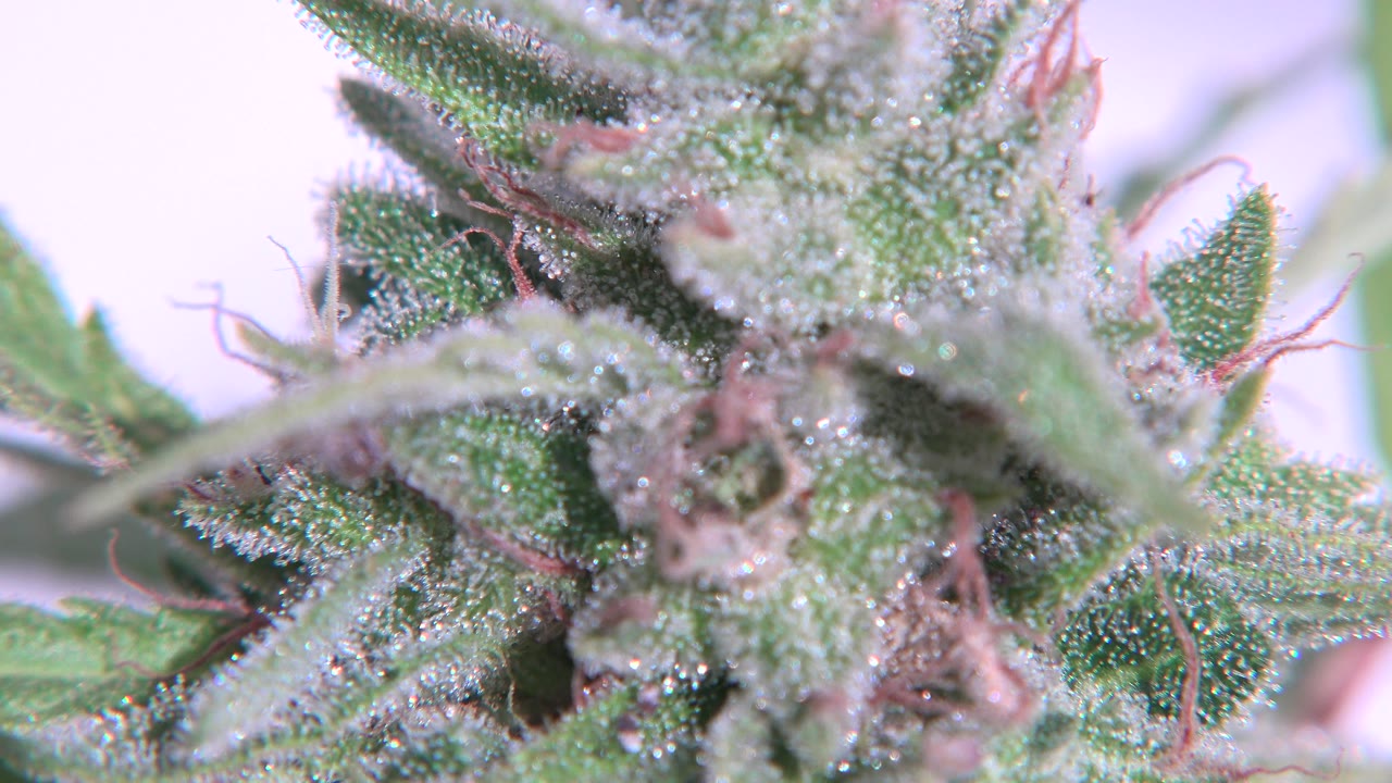 Macro close-up in Westminster, Colorado showing fuzzy green plant leaves, pale crystalline-looking texture, and pinkish-brown strands, with no visible people.