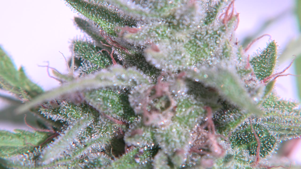 Macro close-up in Westminster, Colorado shows green serrated plant leaves covered in pale crystals, pink hairlike strands, and no visible people at the start of the clip.