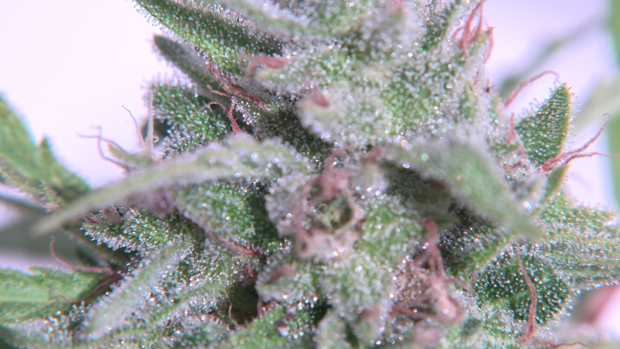 At 0:01, the Westminster, Colorado plant remains tightly framed, with frosty pale texture across the leaf surfaces and no visible people.