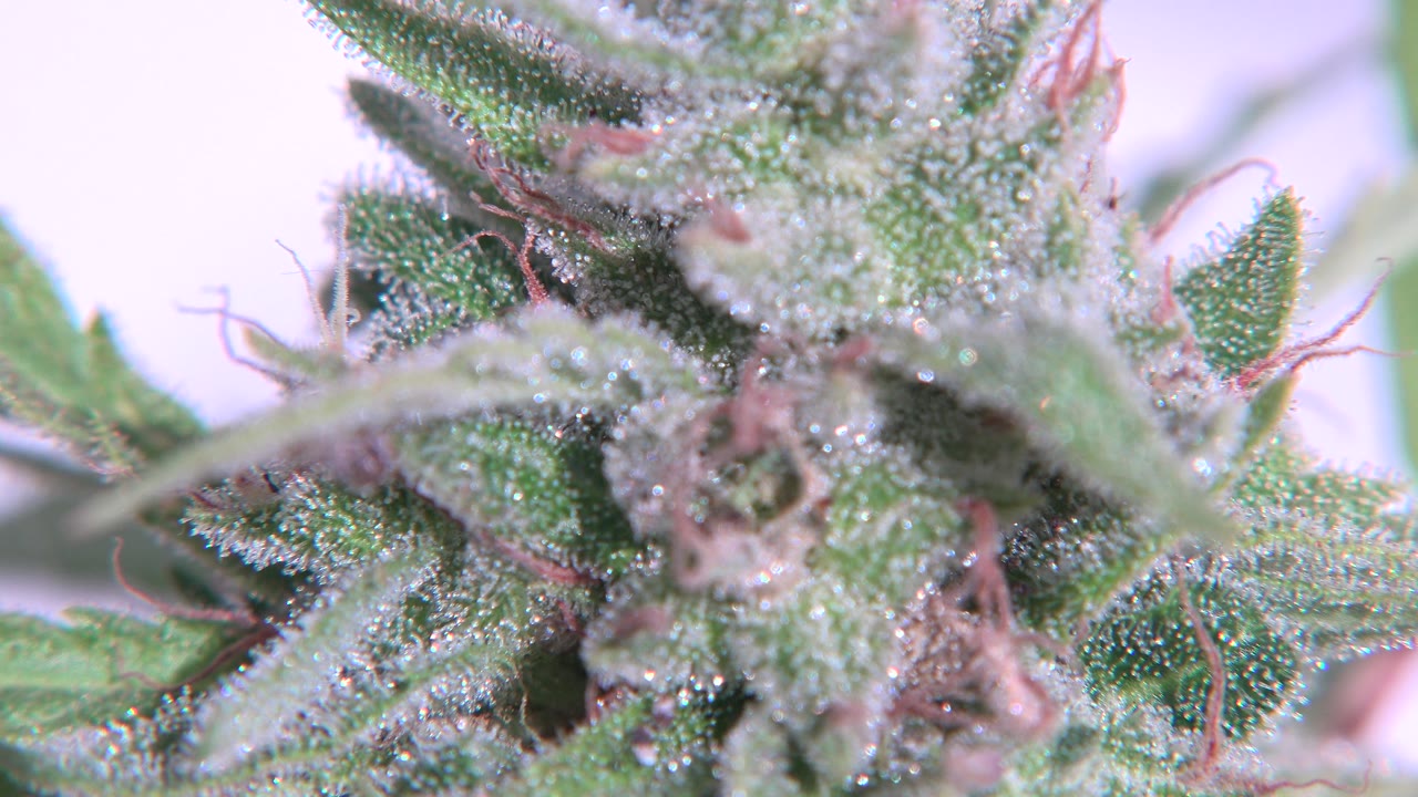 Tight view of a green and pink plant cluster with shallow focus.