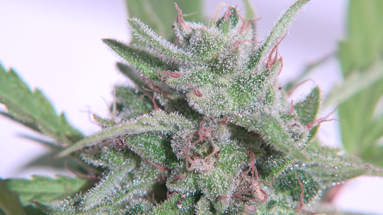 Close-up of a resin-coated marijuana bud with green leaves.
