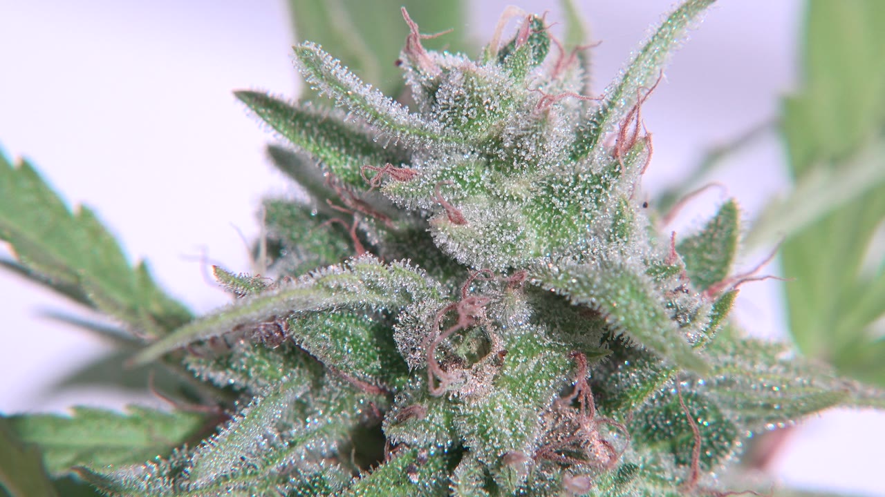 A tight Westminster, Colorado close-up shows a green plant bud and serrated leaves coated with white crystalline flakes, with pale background blur and no visible people.