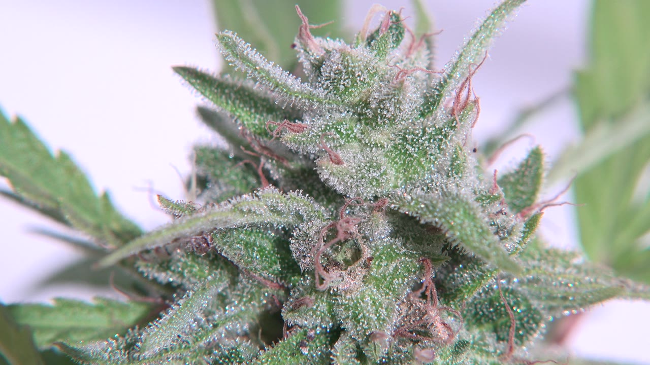 The second frame holds on the same Westminster plant detail, with the white flake layer catching light across the bud tips and no visible people.